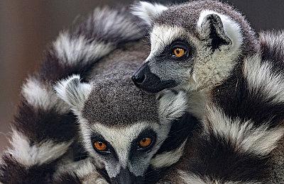 《鬼灭之刃 火之神血风谭2》免费更新 鬼舞辻无惨参战